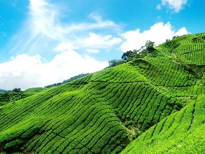 贵州做大做强茶产业 实现总产值214.8亿元