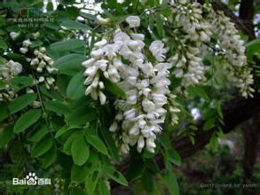 洪泽湖特产刺愧花