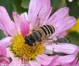 现代农业&ldquo;蜂景&rdquo;宜人