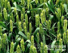 河南小麦品质升级