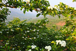 山楂花开沂蒙山