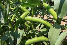 防癌的食物 你不妨多吃点