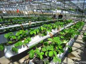 京郊20种农产品获地标认证