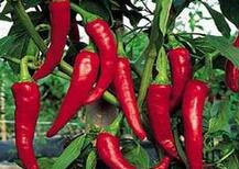辣椒吃对了减肥 吃错了伤胃