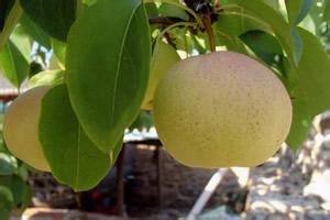 佛见喜梨获地标保护