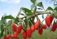 一年四季吃枸杞 人可与天地其寿