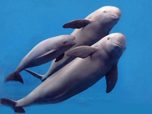 长江下关水质稳定在Ⅲ类 再现江豚