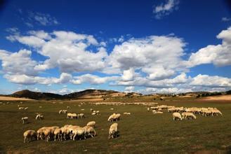 内蒙古修改基本草原保护条例