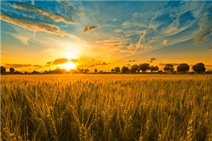 有形之手助力农业供给侧结构性改革