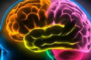 一份&ldquo;大脑说明书&rdquo; 让养生从&ldquo;头&rdquo;开始