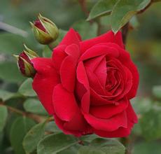 百余种古老月季将亮相大兴