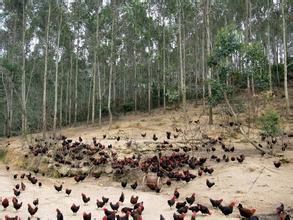 林下经济助农户增收近万元