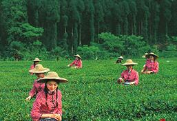 &ldquo;峨眉山茶&rdquo;助推&ldquo;中国绿茶之都&rdquo;强势崛起
