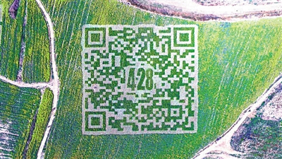 京郊油菜田可借高空无人机扫出&ldquo;二维码&rdquo;