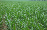 玉米出苗不好 到底是什么原因？