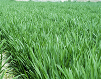 力挽狂澜拯救小麦 上演“人虫大战”