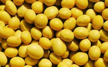 CBOT大豆期货收升 因阿根廷大豆质量忧虑