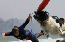 英国救生犬荣获&ldquo;动物大英帝国勋章&rdquo;