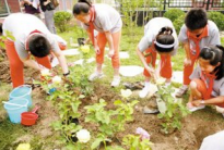 体验春耕乐趣 &ldquo;鲜花进校园&rdquo;走进北京小学