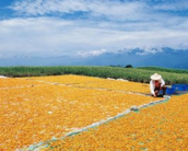 统筹粮经饲结构 推动一二三产业融合发展新格局