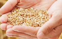 程国强：中国粮食价格改革的逻辑与路径