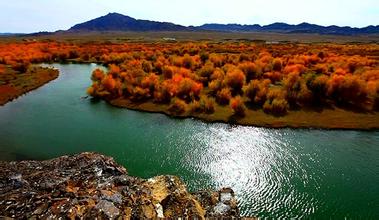 天鹅空中飞 河狸水中游 青河成动物天堂