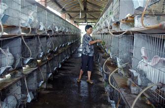 “开县肉兔”成为开县又一地标名片