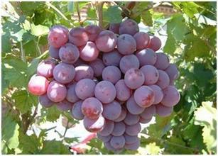 第十批农业植物品种保护名录5月16日施行