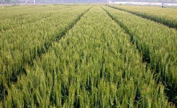 陕西又添旱地小麦新品种