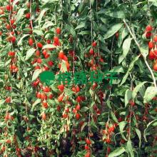 宁夏以奖代补助力枸杞良种繁育