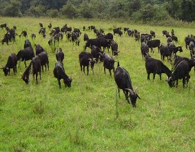 黑山羊成”莱芜脱贫“领头羊”