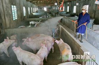 象山生猪生态养殖颠覆传统