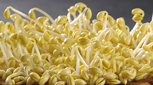 社会广角：山东威海全面排查“问题豆芽”