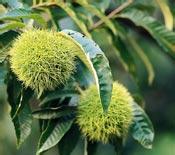 诸城小板栗&ldquo;触网&rdquo;走四方