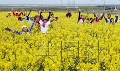 油菜花迷宫火了村庄