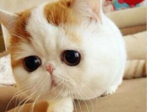 导致脸大的因素不是天生 竟是它们“不可思议”