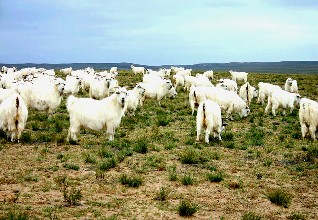 科研项目成阿里发展“利器”