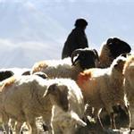 日喀则岗巴羊 激活西藏“沉睡”的财富