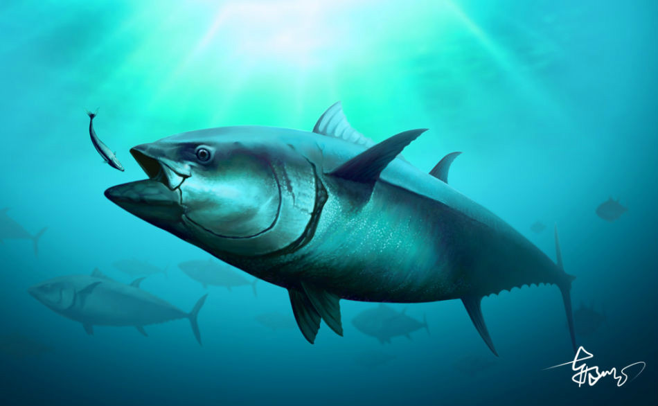 云南有望成为马尔代夫金枪鱼进入国内第一中转站