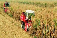 农业结构调整开局良好 玉米少了大豆多了