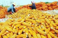玉米为何成结构调整的重点？听听农业部怎么说