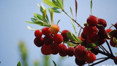 石屏杨梅获国家地理标志保护产品