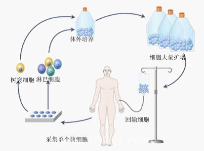 细胞疗法应用被叫停 多家上市公司业务受到影响