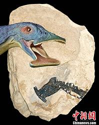 中国科学家成功复原“史前海怪”的“锤子头”