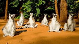 云南出土3400万年前化石 揭灵长类进化关键阶段