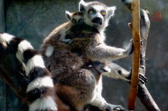 中科院专家揭人类起源非洲狐猴型灵长类觉醒