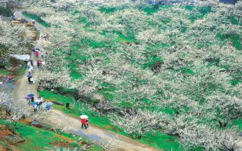 两岸梅花村 结为&ldquo;姐妹村&rdquo;