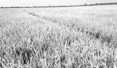 一位南非华人的水稻生涯