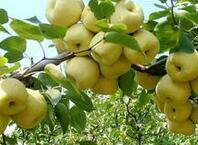 夏季多吃梨 防暑的好佳品