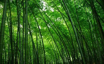 毛竹实生苗成活率高